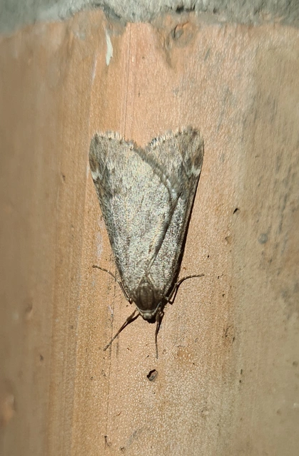 Alsophila aescularia - vadgesztenye-araszoló