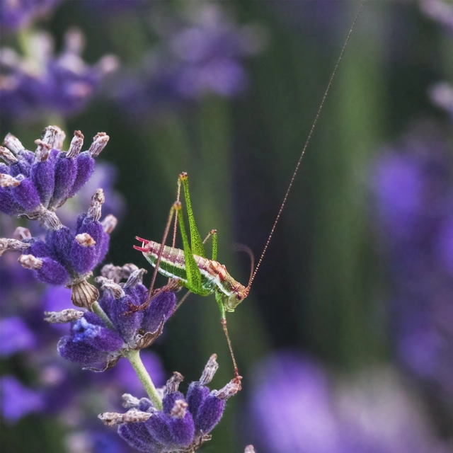 Leptophyes albovittata - közönséges virágszöcske