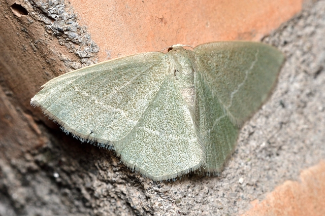 Chlorissa viridata - üdezöld araszoló