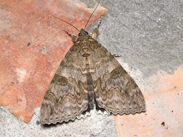 Catocala nupta - piros övesbagoly