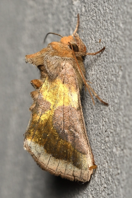 Diachrysia chrysitis - aranybagoly
