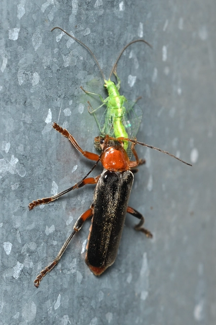 Cantharis livida - mezei lágybogár