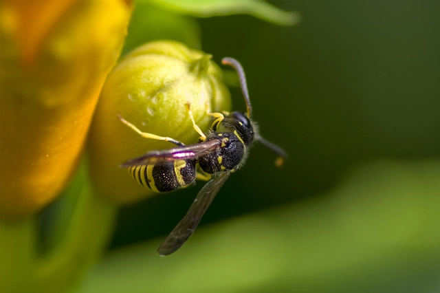 Ancistrocerus