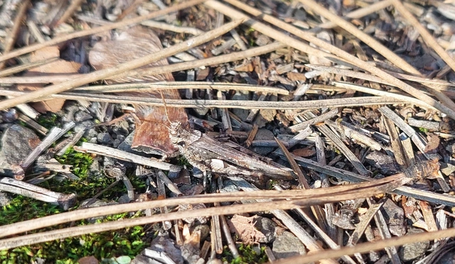 Acrotylus insubricus - önbeásósáska
