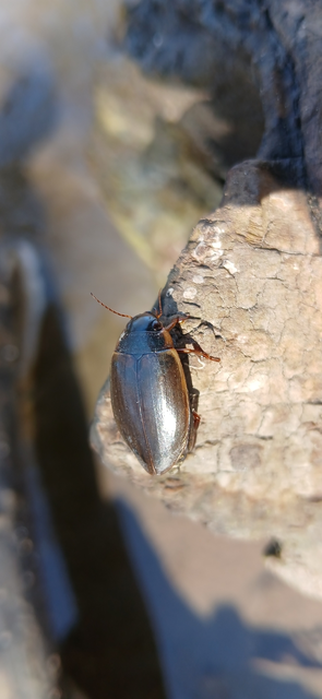 Colymbetes fuscus - gyakori recéscsíkbogár