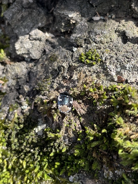 Tritomegas bicolor - foltos földipoloska