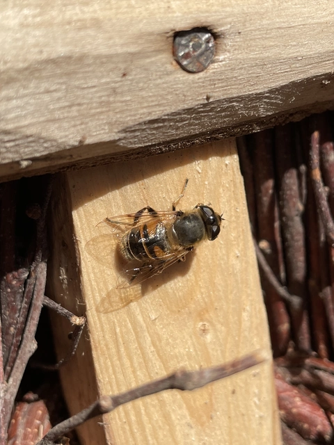 Eristalis tenax - közönséges herelégy