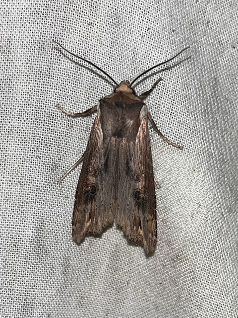 Xylena exsoleta - szürke fabagoly