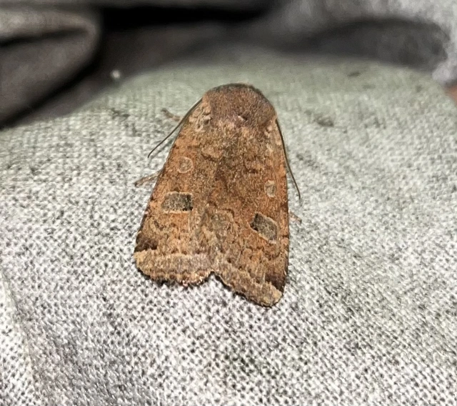 Conistra erythrocephala - vörösfejű őszibagoly