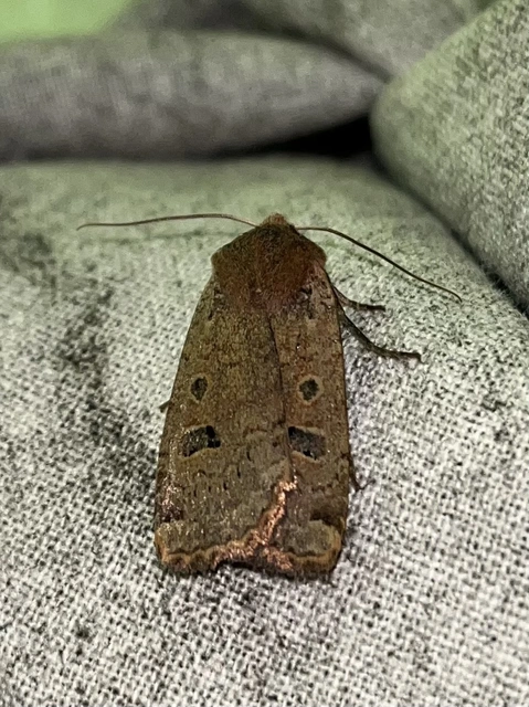 Conistra erythrocephala - vörösfejű őszibagoly