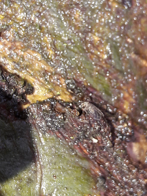 Psocoptera - Fürgetetvek
