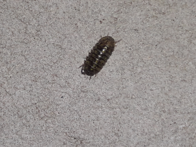Isopoda - Ászkarákok