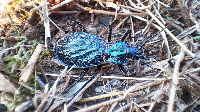 Carabus intricatus - kék laposfutrinka