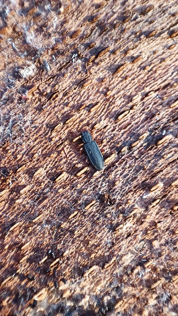 Uleiota planatus - hosszúcsápú fogasnyakú-lapbogár