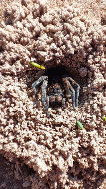 Geolycosa vultuosa - pokoli cselőpók