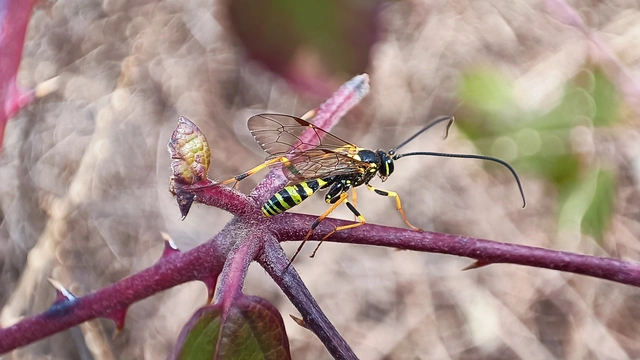 Ichneumonidae - valódi fürkészdarazsak