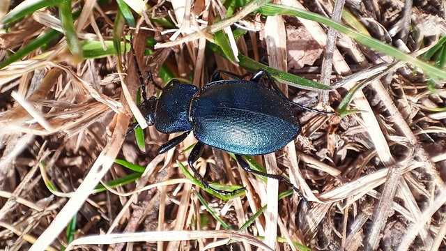 Carabus convexus - selymes futrinka