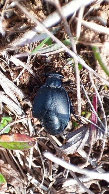 Meloe uralensis - uráli nünüke