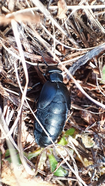 Meloe uralensis - uráli nünüke