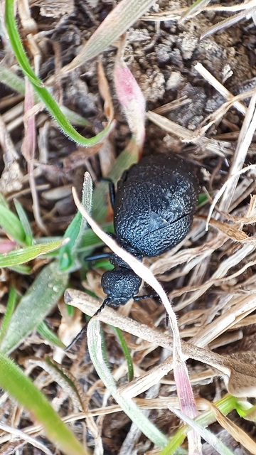 Meloe rugosus - ráncos nünüke
