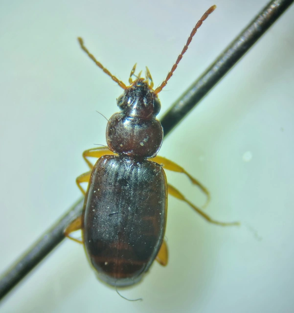 Trechus quadristriatus - közönséges fürgefutonc