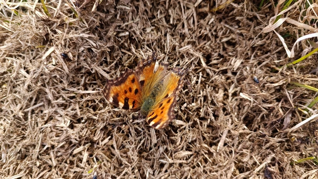 Nymphalis polychloros - nagy rókalepke