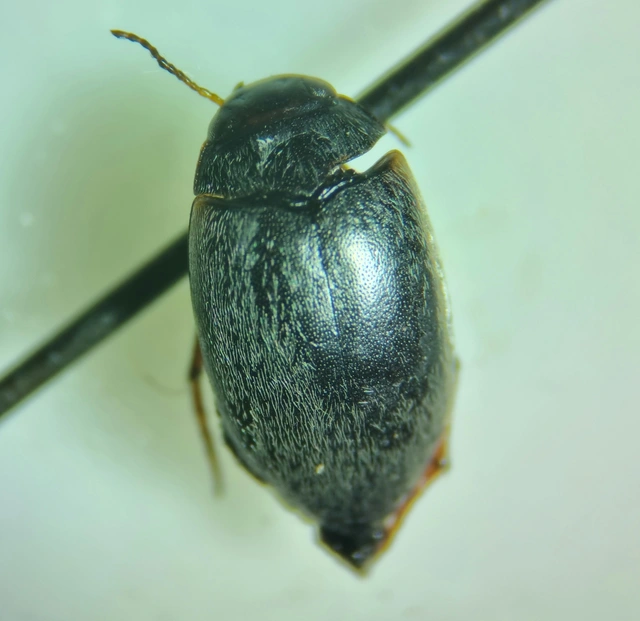 Hydroporus planus - gyakori kiscsíkbogár