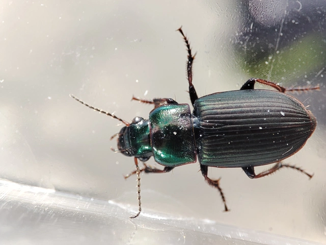 Harpalus distinguendus - mezei lomhafutó