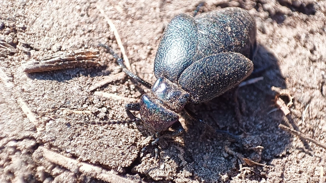 Meloe decorus - csinos nünüke