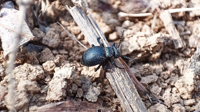 Meloe scabriusculus - érdes nünüke