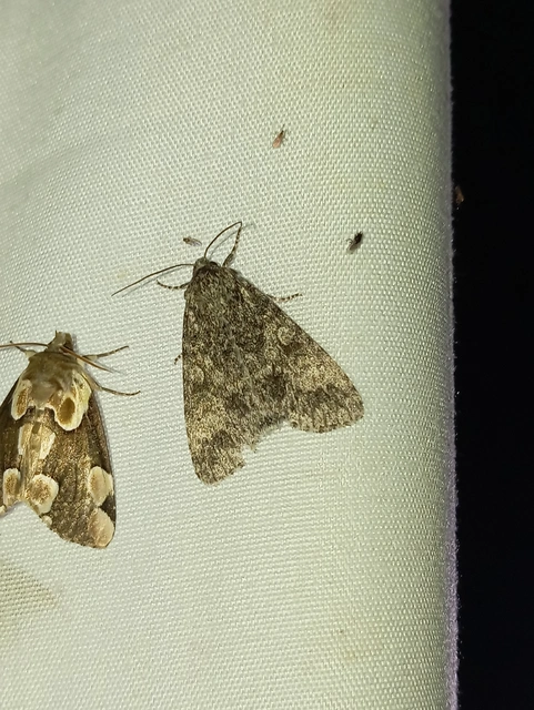 Acronicta megacephala - nagyfejű szigonyosbagoly
