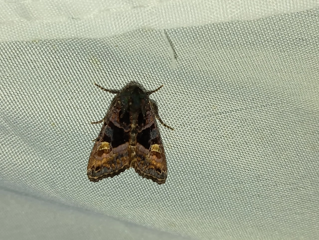 Euplexia lucipara - szeder-csipkésbagoly