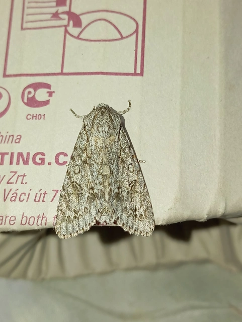Acronicta aceris - vadgesztenye-szigonyosbagoly
