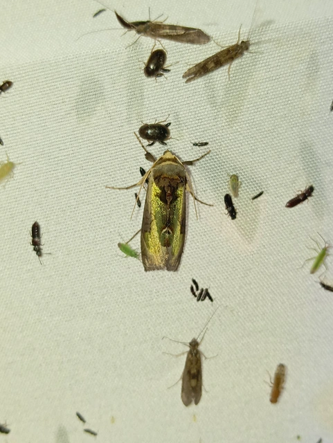 Diachrysia zosimi - nemes aranybagoly