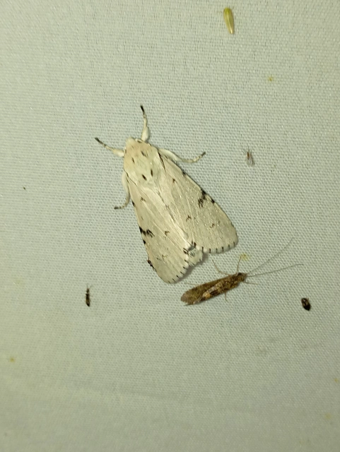 Acronicta leporina - fehér szigonyosbagoly