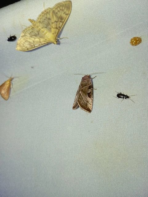 Eucarta virgo - mocsári ametisztbagoly