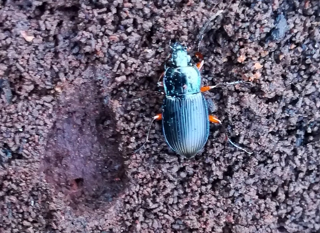 Poecilus cupreus - rezes gyászfutó