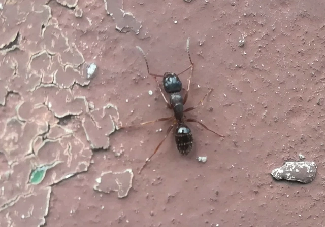 Camponotus fallax - ligeti lóhangya