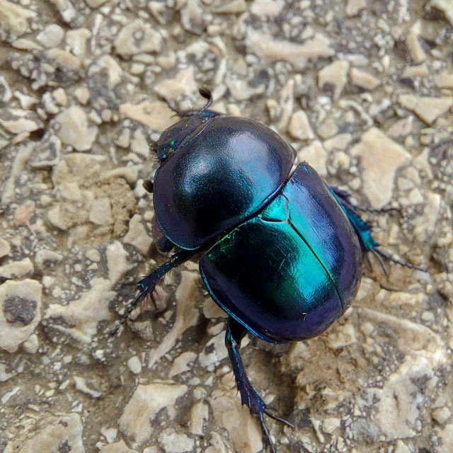Trypocopris vernalis - tavaszi álganéjtúró