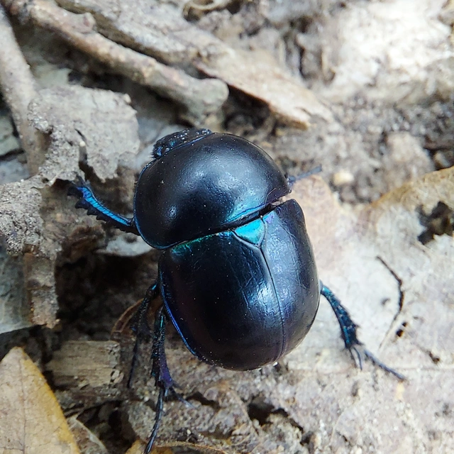Trypocopris vernalis - tavaszi álganéjtúró