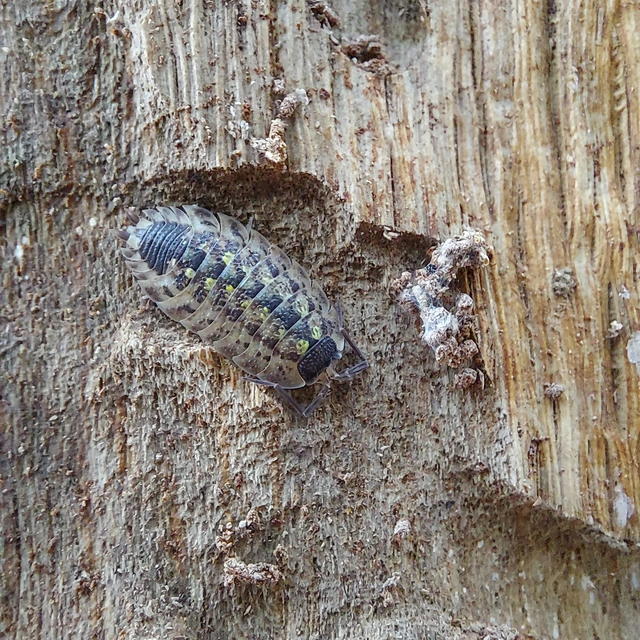 Isopoda - Ászkarákok