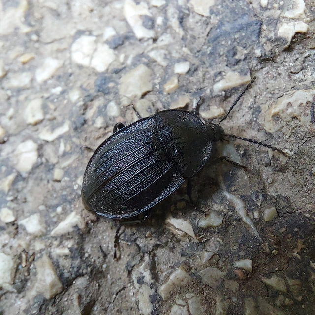 Phosphuga atrata - bordás csigarabló