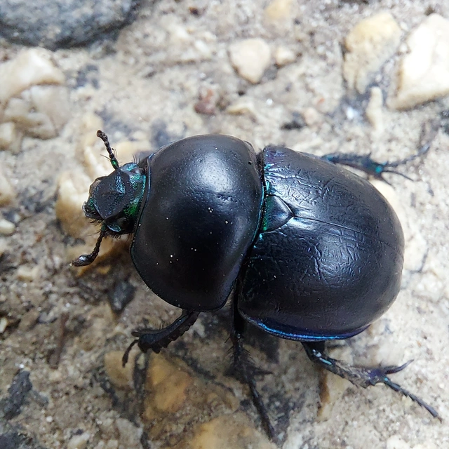 Trypocopris vernalis - tavaszi álganéjtúró
