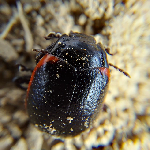 Chrysolina rossia - trapézhátú szegélyeslevelész