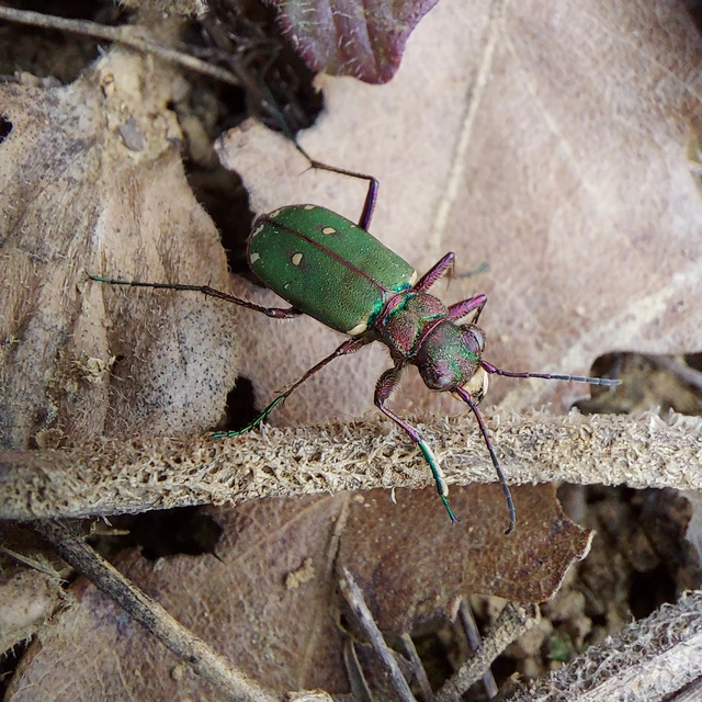 Cicindela campestris - mezei homokfutrinka