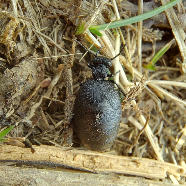 Meloe rugosus - ráncos nünüke