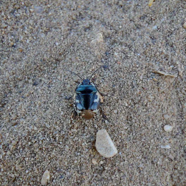 Tritomegas bicolor - foltos földipoloska