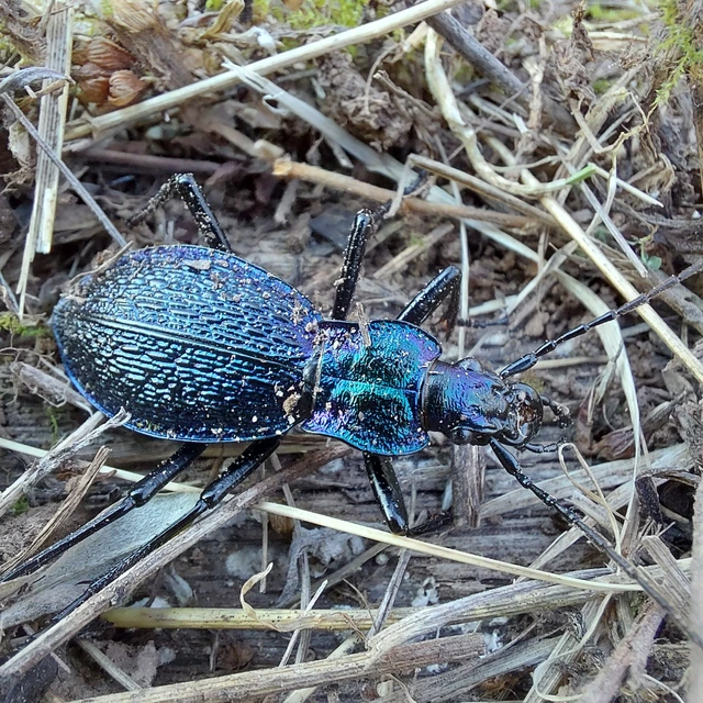 Carabus intricatus - kék laposfutrinka