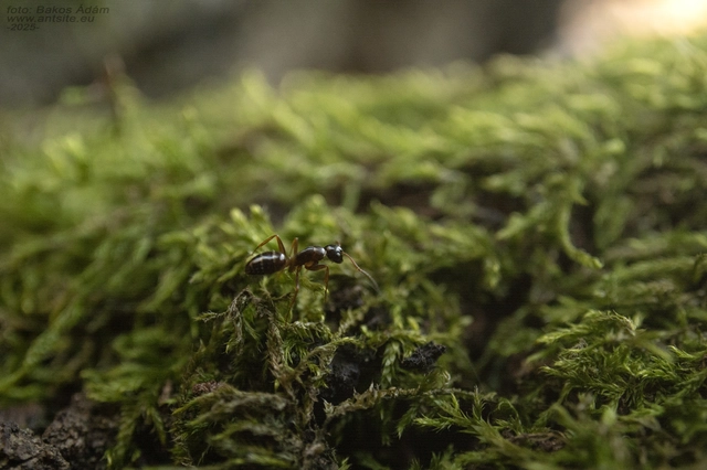 Camponotus fallax - ligeti lóhangya