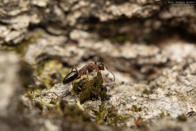 Colobopsis truncata - kapushangya
